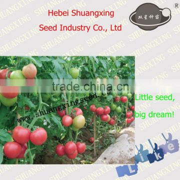 Unlimited Hot sale pink red hybrid F1 tomato seeds