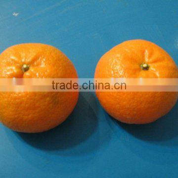 Mandarin Orange, Citrus Fruit