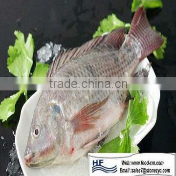 HHF IQF 10KG/CTN Frozen WRGutted Tilapia Fish With Good Price