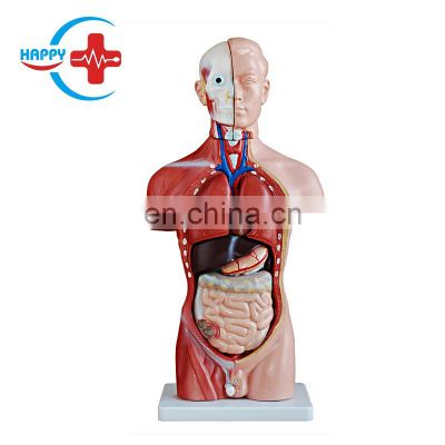 HC-S242 Human half-size male torso & organs anatomy teaching aid