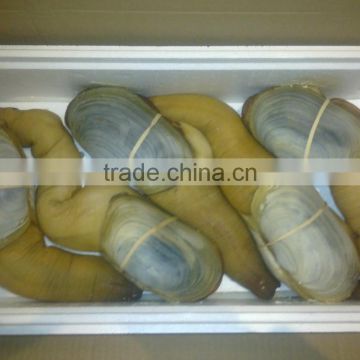 live geoduck (canadian)