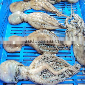 quality frozen and fresh dipoa baby octopus