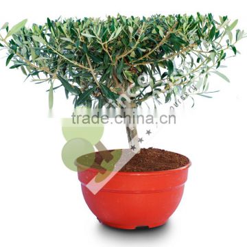 Olive tree - Olea Europaea "Plato" in a Deco Pot