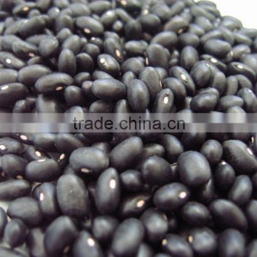 HSP Small Black Kidney bean