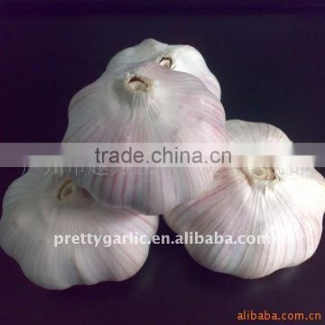 Chinese Normal white garlic in carton