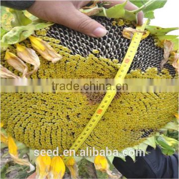 black drying sunflower seeds sale 3093