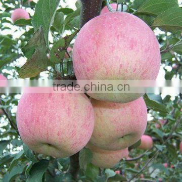 china 100/20kg fuji apple to india