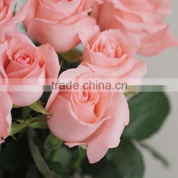 Fresh Cut Flower Rose/Flower Rose/Rose Flower for Wholesale