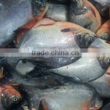 Frozen Pacu fish