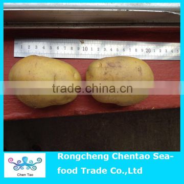 Chinese yellow instant sweet potatoes