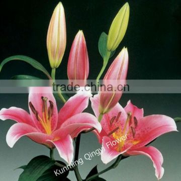 Supply fragrant flower fresh lily flower fresh flowers lili with cheap price