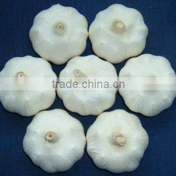 2016 fresh 5.5cm natural white garlic