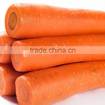 wholesale M size Carrot Fresh Carrot