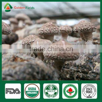 Shiitake Mushroom Logs,Mushroom Spawn Bag,Mushroom Export Price