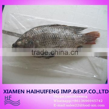 Price frozen tilapia fish whole round and gutted scaled