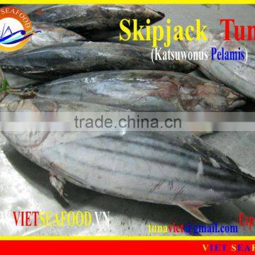 WHOLE ROUND FROZEN SKIPJACK TUNA