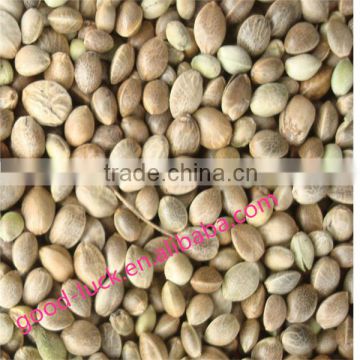 large amount hemp Seed supplier