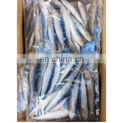 OEM small package frozen sardine for bait
