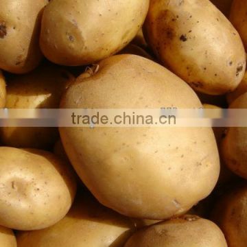 Potato from Pakistan