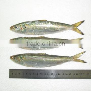Frozen small size Sardine for canning 85-90 pcs