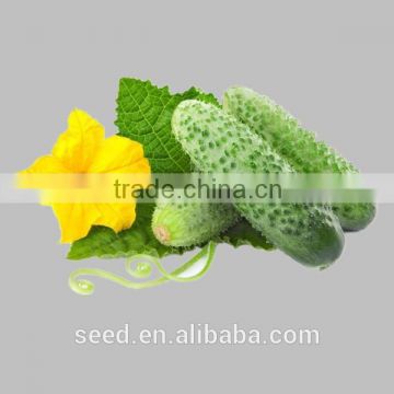 green cucumber seeds f1 SXC No.5