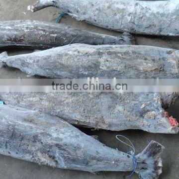 frozen blue marlin fish export fish