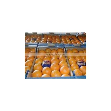 Fresh Naval and Valencia Oranges South African Oranges