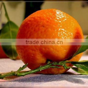 New Year 2017 Special Offer - Fresh Fruits - Mandarin Orange from Pakistan
