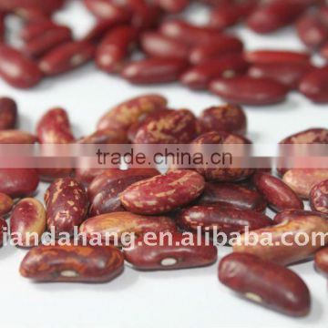A Range of Kidney Beans to USA Market