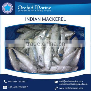 Very Effective Canned Mackerel Immune System and Regulates Metabolism