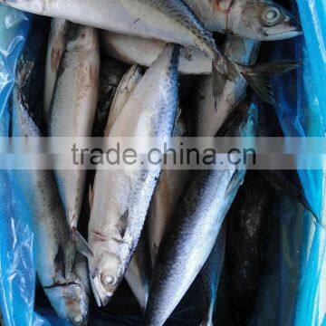 new landing seafrozen fish pacific mackerel 300-500g 23cm+