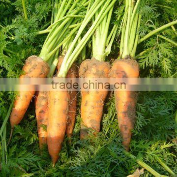 fresh carrot new crop