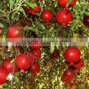 Fresh pomegranate ( Variety: Grand - Wonderful )