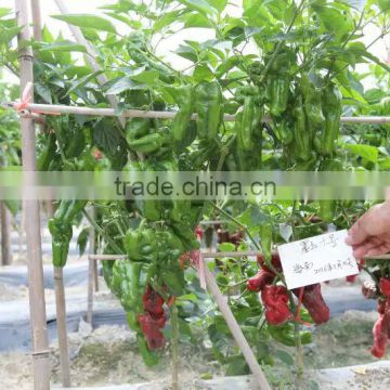 High quality Super high yield Hybrid big fruit pepper seeds for growing-MoYu 10