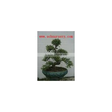 Chinese elm indoor plant