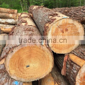 White Pine Logs