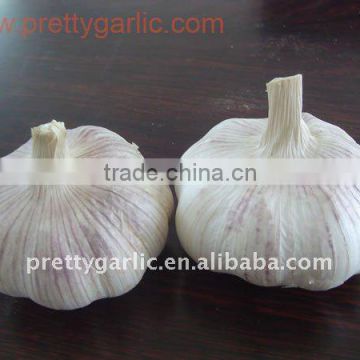 normal white garlic 2011