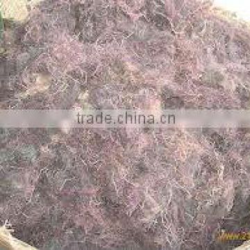 GRACILARIA IN VIETNAM WITH HIGH QUALITY