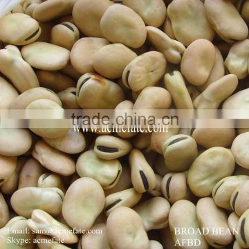 hot sales delicious Dry Broad Beans/fava Beans