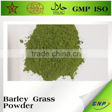 Chinese Factoer Supply High100% Natural Qualtity Powder Barley Grasspowder
