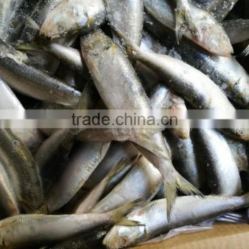 Whole sale frozen sardine fish for sardine tin can