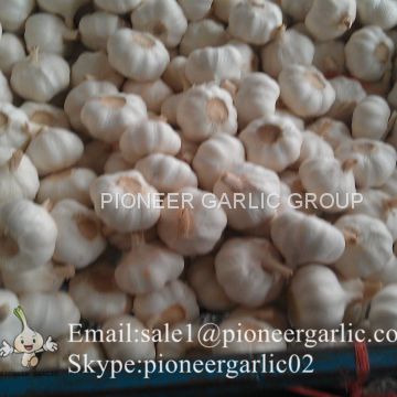 4.5cm 5cm 5.5cm Pure White Garlic 5p Small Packing 1n 10kg Carton Box