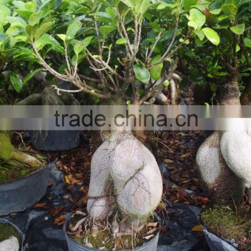 Fujian zhangzhou ficus bonsai plants