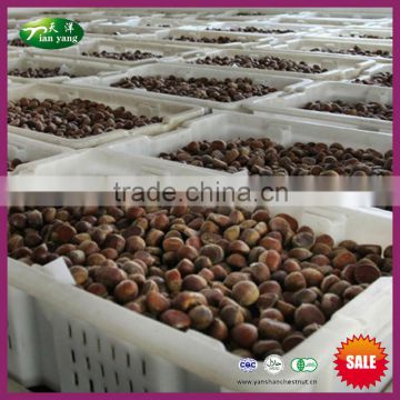 2015 New Crop Bulk Nuts--Organic Fresh Raw Chinese Chestnut for Sale