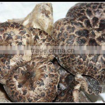 highquality and healthy wild Sarcodon aspratus mushroom