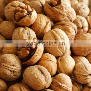 Walnut