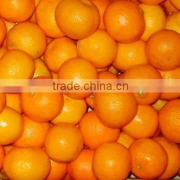 Mandarin, Citrus Fruit from Pakistan