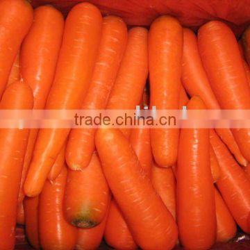 2011 fresh carrot