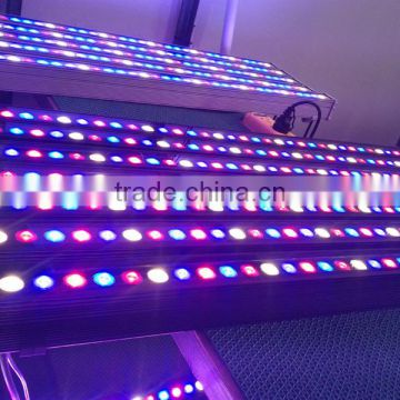Solo led grow light spectrum king 54w led grow lighting cob led