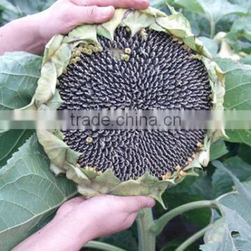 wholesale oil sunflower seed prices W208